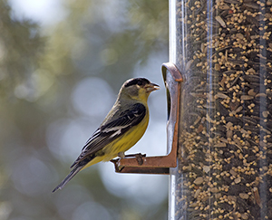 An American Goldfinch bird sitting on a backyard feeder