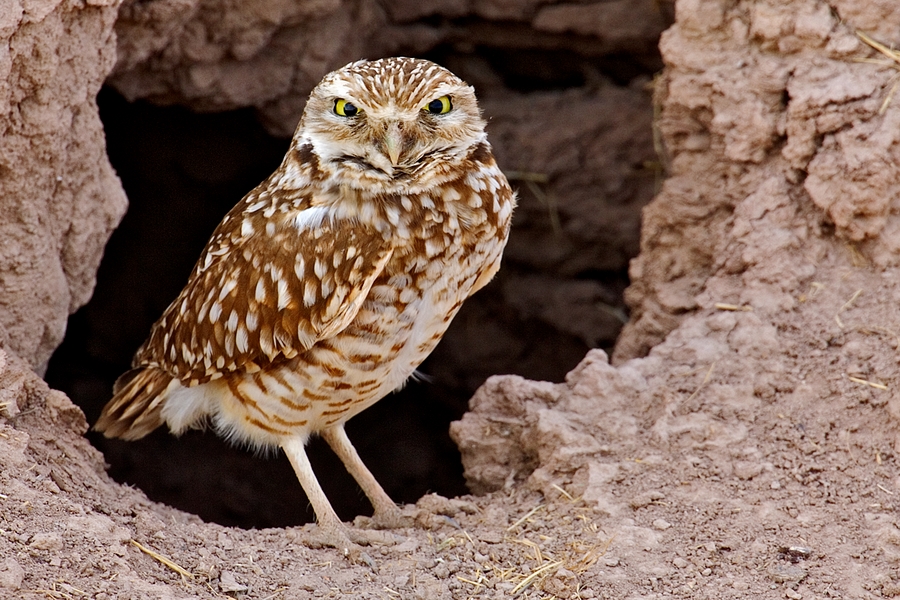 Burrowing Owl At Nest Site, Sinclair Road, Near Niland, California