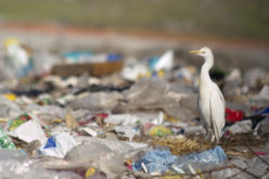 Cattle Egret (Bubulcus ibis) looking for food in the trash (Urban Bird Foundation)