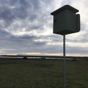Urban Bird Foundation owl box