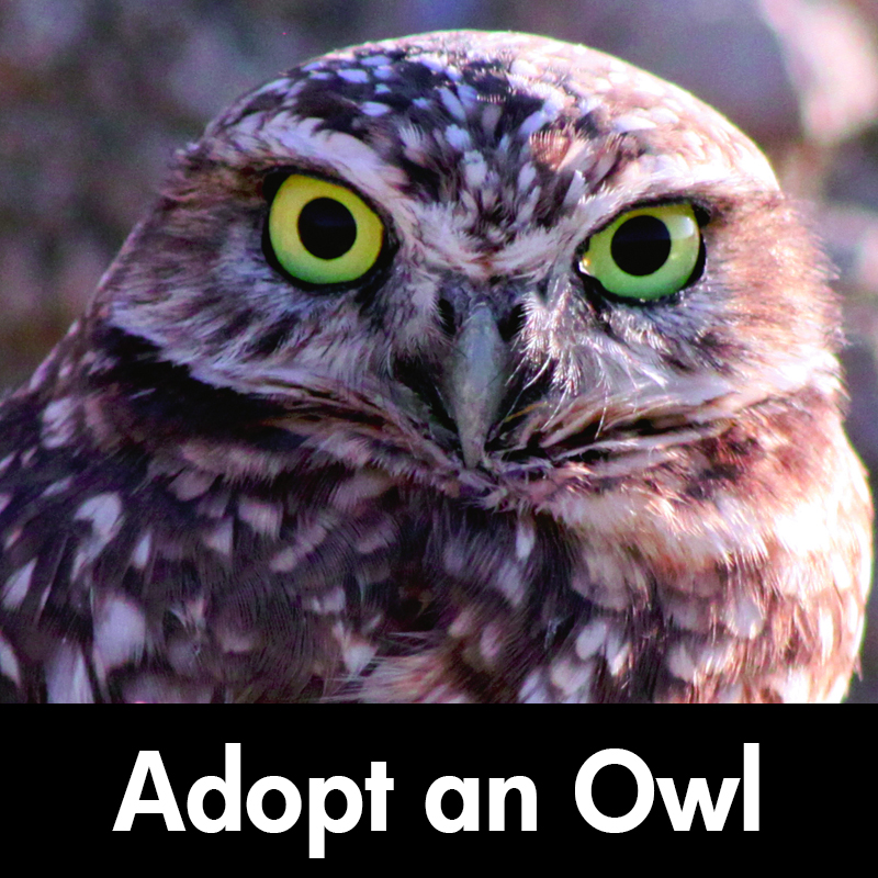 adopt an owl