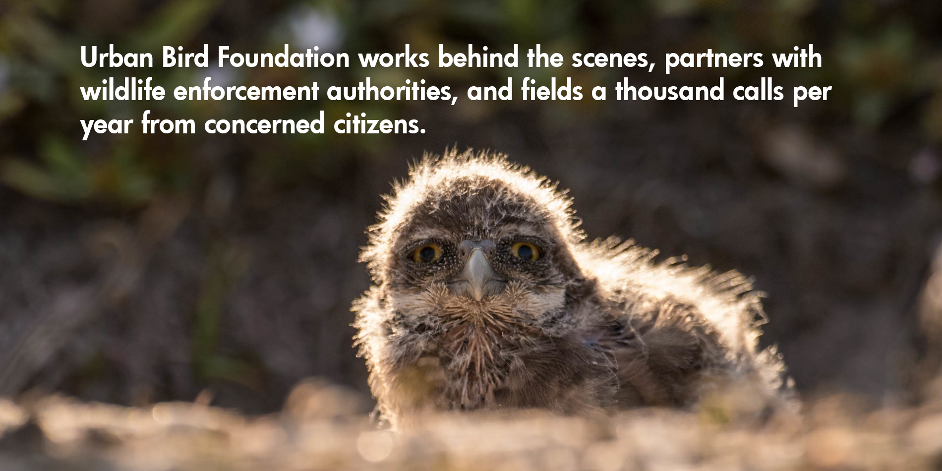 Urban Bird Foundation undercover burrowing owl